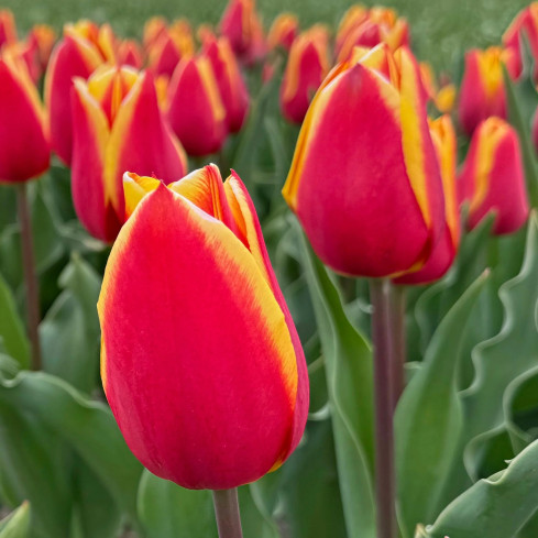 Tulpe „Dow Jones“, Tulpenzwiebeln, Blumenzwiebeln, Größe 9/10, 50 Stück