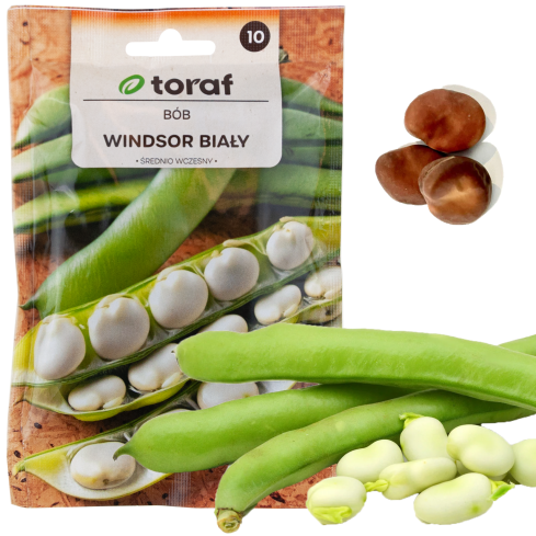 W1006 SEEDS WINDSOR WHITE BROAD BEAN MEDIUM EARLY VERY PROLIFIC 50G