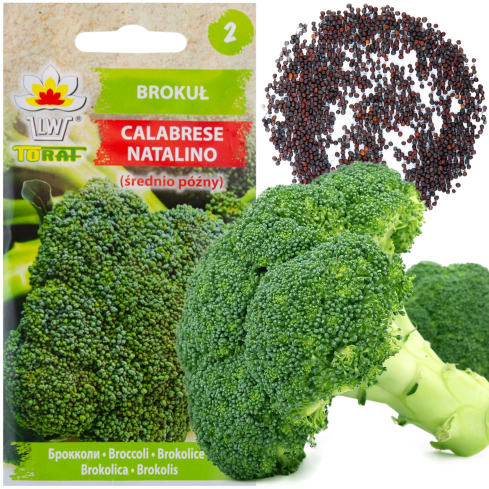 W1008 Brokkolisamen CALABRESE NATALINO FERTILE VITAMINQUELLE LEICHT ANZUBAUEN