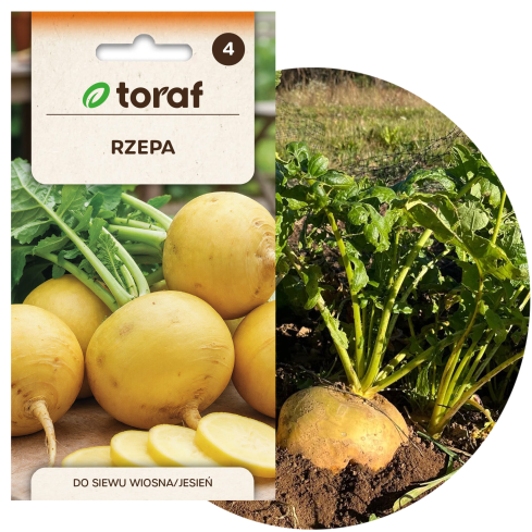 Speiserübe „Goudball“, Rübensamen, gelb, süßliches Fruchtfleisch, Toraf, 10 g