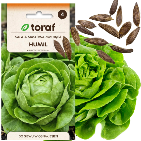 Winterfester Kopfsalat, Sorte „Humil“, Salatsamen, Toraf, 1 g
