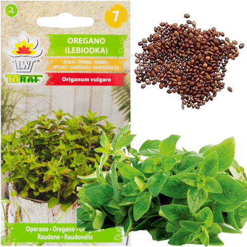 Z3026 OREGANO OREGANO KRÄUTERSAMEN AROMATISCHES KRAUT FÜR JEDE KÜCHE 0.5G