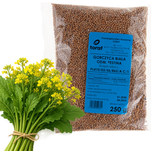 Z9725 WEISSER SENF FÜR ZWISCHENFRÜCHTE FESTINA 250G