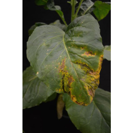 SUM39 Sumin Help Plant CU 20ml Kupfermangel Pflanzenspray