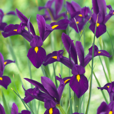 Holländische Iris „Purple Sensation“, Blumenzwiebeln, Größe 6/7, 50 Stück