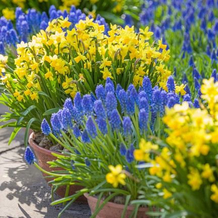 Muscari armeniacum (Armenischer Blauer Glanz), Blumenzwiebeln des Armenischen Blauen Glanzes, Größe 6/7, 50 Stück. 