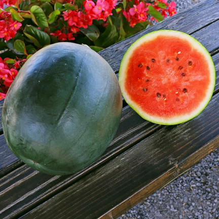 W1001 WASSERMELONE SAMEN ZUCKER BABY CAVON SÜSS SAFTIGES FRUCHTFLEISCH FÜR DEN ANBAU 1G