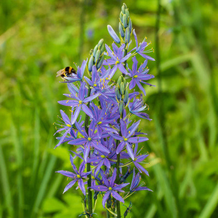 Kamasja, Camassia esculenta „Quamash“, Blumenzwiebeln, Größe 5/6, 50 Stück.