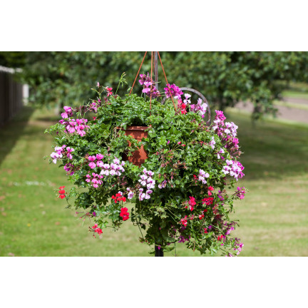 Hängende Pelargonie „Speedy Mix“, Pelargonium peltatum F2-Hybriden, 10 Samen