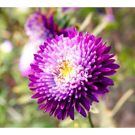 R4300 DUKE'S ASTER TALL ZEPHYR 1G SAMEN LILA UND WEISSE BLÜTEN