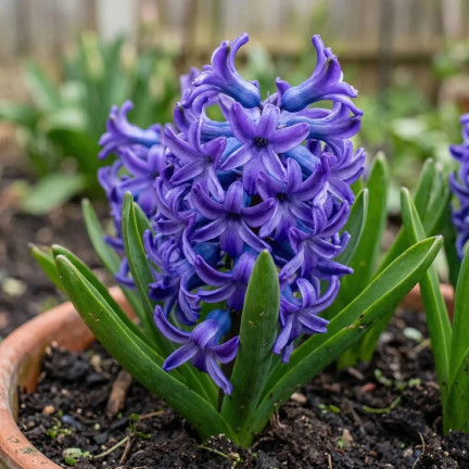 Hyazinthe „Blue Pearl“, Blumenzwiebeln, Hyazinthenzwiebeln, Größe 14/15, 5 Stück