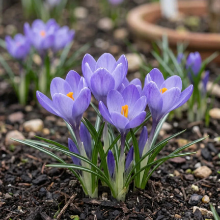 Krokus „Aqua“, Blumenzwiebeln, Krokuszwiebeln, Größe 6/7, 50 Stück.