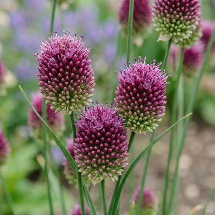 Kopfknoblauch (Allium sphaerocephalon), Blumenzwiebeln, Größe 4/5, 50 Stück.