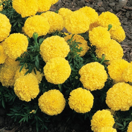Großblütige Tagetes „Moonlight“, Tagetes-Samen, essbare Blüten, 1 g