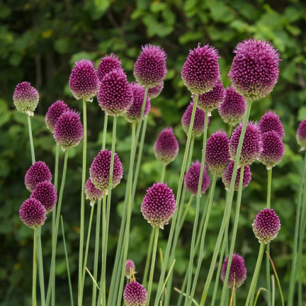 Kopfknoblauch (Allium sphaerocephalon), Blumenzwiebeln, Größe 4/5, 50 Stück.