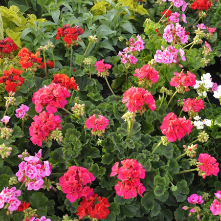 Beet-Geranien-Mischung, Pelargonium zonale, Geraniensamen-Mischung