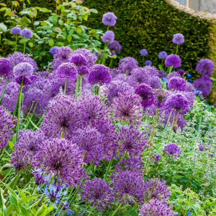 CEB23 GIGANT ORNATIVE TREE OF CANDLES alium PURPLE RAIN 5pcs 12/14