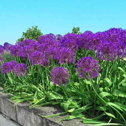 CEB23 GIGANT ORNATIVE TREE OF CANDLES alium PURPLE RAIN 5pcs 12/14