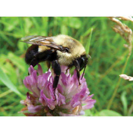 SUM36 BIOPOLIN 10ML SUMIN LOCKT BIENEN HUMMELN LANGWIRKEND