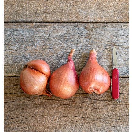 Schalotten (Conservor F1), Allium cepa L., Zwiebelsamen, 20 Stück