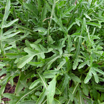W1255 WILDWACHSENDE RUCOLA-SAMEN GEMÜSESALAT WÜRZIG 1G