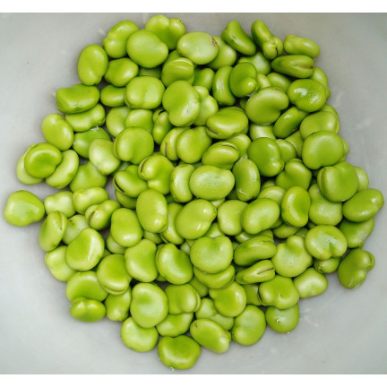 W1006 SEEDS WINDSOR WHITE BROAD BEAN MEDIUM EARLY VERY PROLIFIC 50G