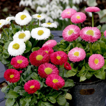 R2573 Gänseblümchen, gefüllte Blüten, Mischung, Samen, 0,2 g, bunte Blüten