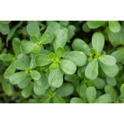 W1768 GEMÜSE PORTULAK SAMEN 1G TORAF SCHMACKHAFT GESUND SUPERFOOD OMEGA-3