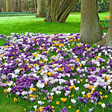 Krokus-Mischung mit großen Blüten, Blumenzwiebeln, Krokuszwiebeln, Größe 6/7, 50 Stück
