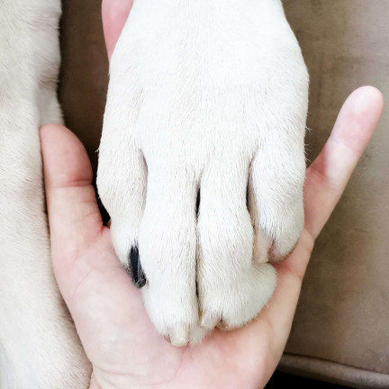XA153 HUNDEKRALLENSCHERE KATZENKRALLEN TIERKRALLEN