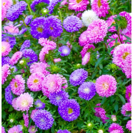 R2046 HOHE PFINGSTROSE ASTER MIX VOLLE MEHRFARBIGE EINJÄHRIGE BLÜTEN 1G