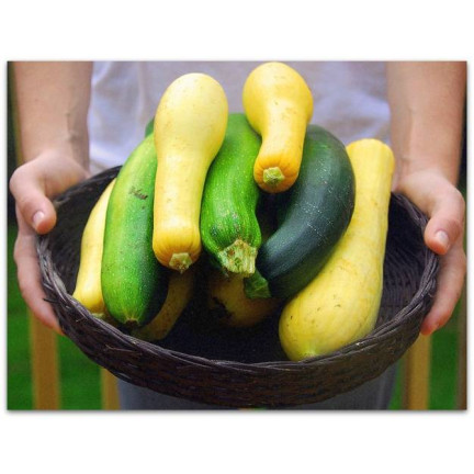 W1261 ZUCCHINI MIX CUCURBITA SORTEN VERSCHIEDENE FARBEN FORM BLUMEN 3G