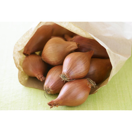 Schalotten (Conservor F1), Allium cepa L., Zwiebelsamen, 20 Stück