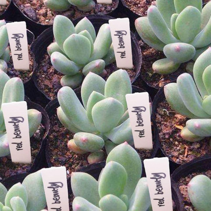 TG60608 ETIKETTIERUNG TAGS PFLANZE SAMEN SÄMLINGE MARKER 10PCS/KPL