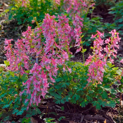 Kokorycz (Corydalis solida Beth. Evans), Blumenzwiebeln, Größe 5/6, 50 Stück.