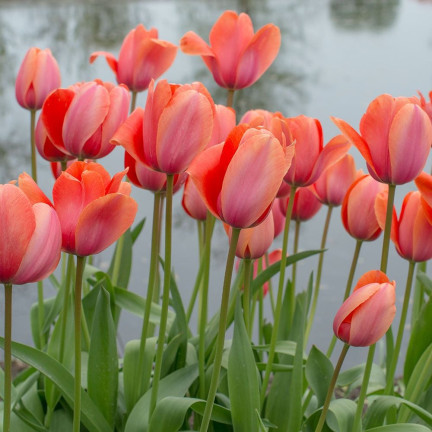 Tulpe „Apricot Impression“, Blumenzwiebeln, Tulpenzwiebeln, Größe 9/10, 50 Stück