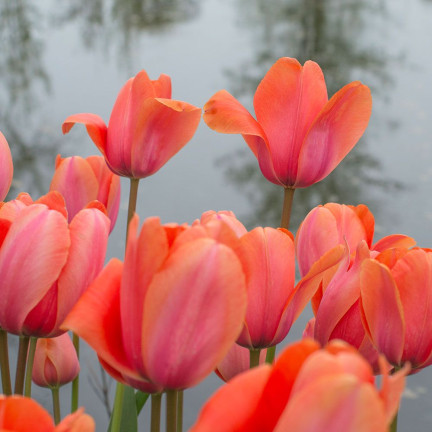 Tulpe „Apricot Impression“, Blumenzwiebeln, Tulpenzwiebeln, Größe 9/10, 50 Stück