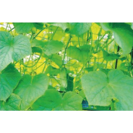 TG67377 Netz-Pflanzenstütze 90X180CM Gurken-Geländer
