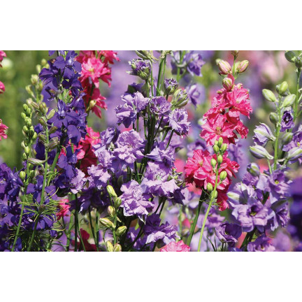 R2801 GARTEN STECHPALME VOLL MIX SOMMER STECHPALME BLUMEN 1G SAMEN