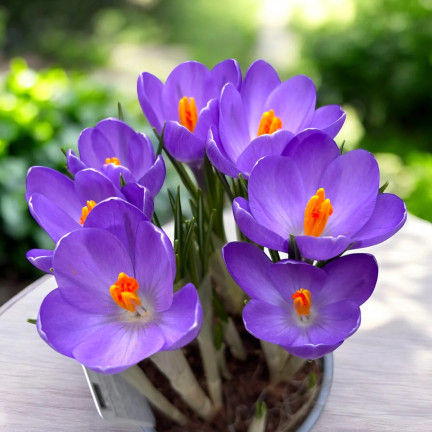 Krokus „Aqua“, Blumenzwiebeln, Krokuszwiebeln, Größe 6/7, 50 Stück.