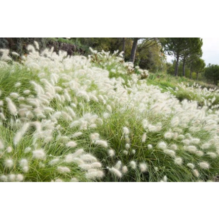 R2251 Pennisetum villosum – einjähriges, buschiges Gras mit federartigen Büscheln, 12 Stück