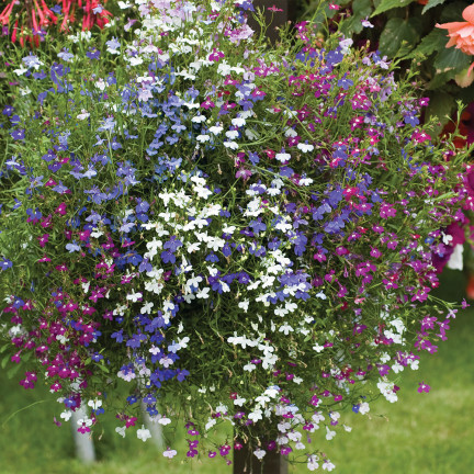 R5837 LOBELIA HÄNGENDE KASKADE GEMISCHT 0.1G LOBELIA BLUMEN SAMENMISCHUNG