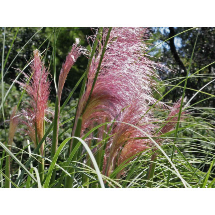 Rosa Pampasgras, Cortaderia selloana, Grassamen