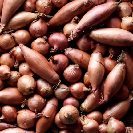 Schalotten (Conservor F1), Allium cepa L., Zwiebelsamen, 20 Stück