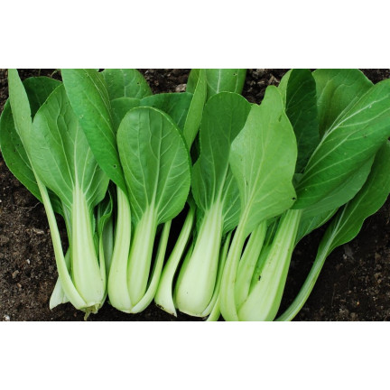 W3779 CHINESISCHER PAK CHOI KOHL 1G CHINESISCHE KOHLSAMEN TORAF
