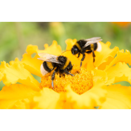 SUM36 BIOPOLIN 10ML SUMIN LOCKT BIENEN HUMMELN LANGWIRKEND