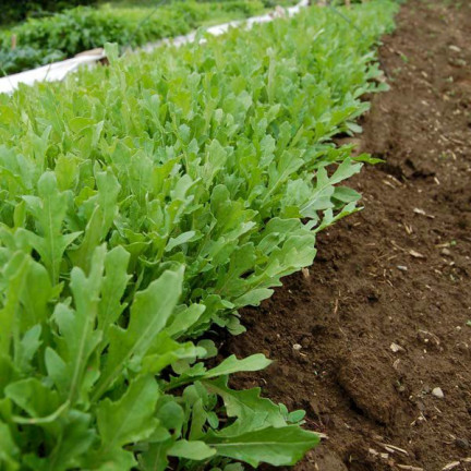 W1255 WILDWACHSENDE RUCOLA-SAMEN GEMÜSESALAT WÜRZIG 1G