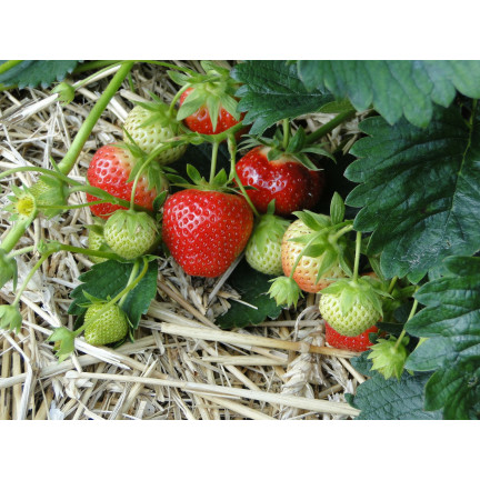 Sumin-Dünger für Erdbeeren, Walderdbeeren, Himbeeren und Brombeeren, optimale Zusammensetzung, 1 kg