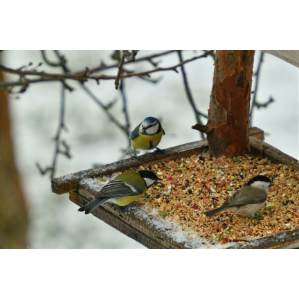 Mischfutter für Wildvögel, Ganzjahresfutter, Getreidekörner, Turdus 1 kg