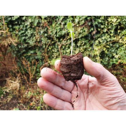 TG67344 Kokos-Erdnuss-Scheiben zum Klonen von Saatgut 20 Stück 3,5cm
